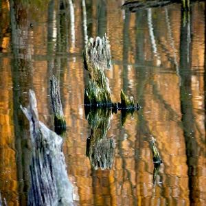 Bois dépassant de l'eau avec reflets dorés - Belgique  - collection de photos clin d'oeil, catégorie paysages